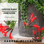lipstick plant