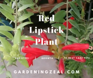 red lipstick plant