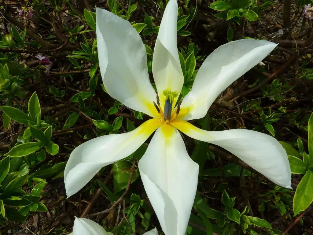 six petaled Star of bethlehem Flower