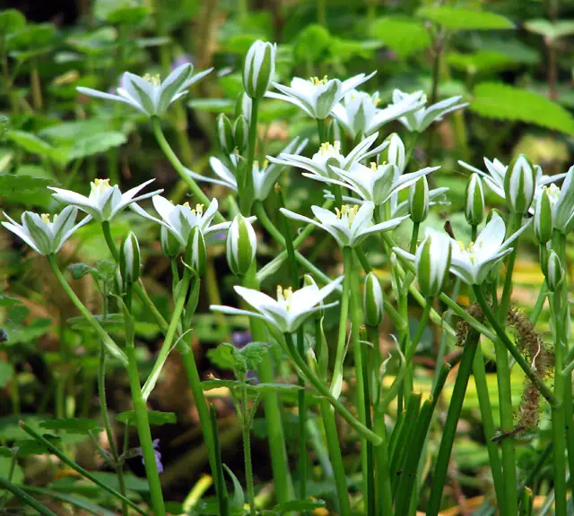 Ornithogalum umbellatum- Star of bethlehelm 