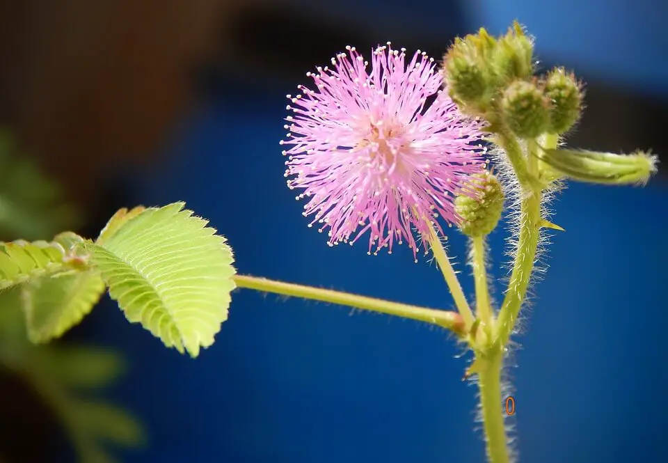 touch sensitive plant