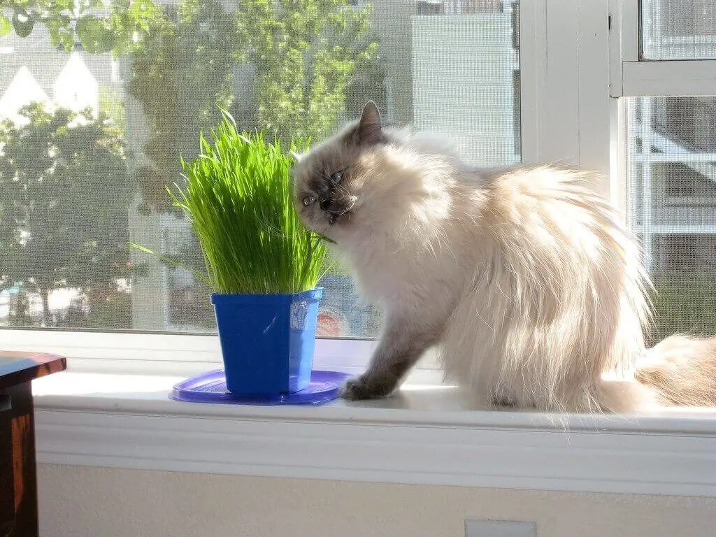 cat grass