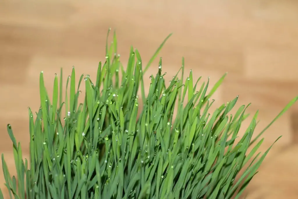 cat grass grown indoor