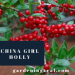 china girl holly