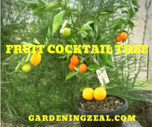 fruit cocktail tree