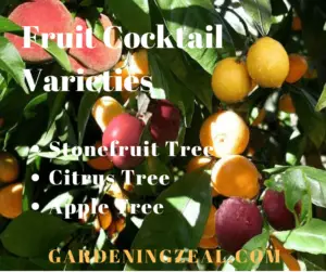 fruit cocktail tree