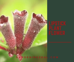 lipstick plant flower