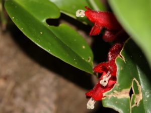 lipstick plant problems