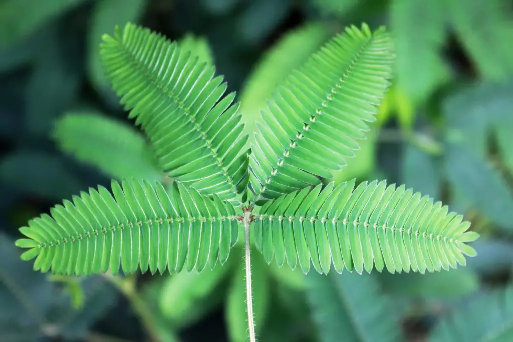 touch me not plant leaves