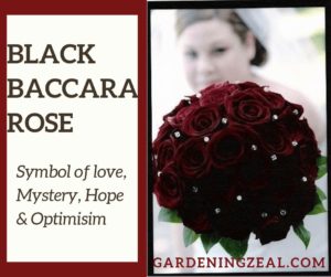 Black baccara Hybrid rose
