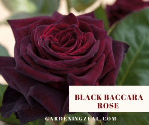 black baccara rose