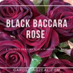 black baccara rose