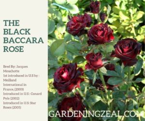 black baccara rose