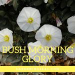 bush morning glory