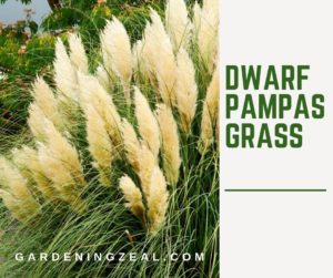 dwarf pampas grass