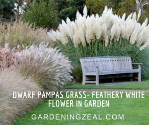 dwarf pampas grass