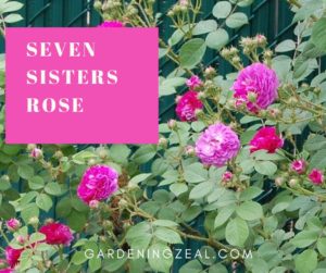 seven sisters rose