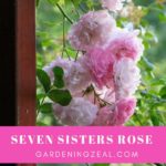 seven sisters rose