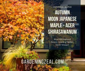 Autumn Moon Japanese Maple 