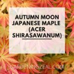 Autumn Moon Japanese Maple
