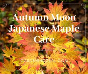 How To Care Autumn Moon Japanese Maple Acer Shirasawanum Gardening Zeal