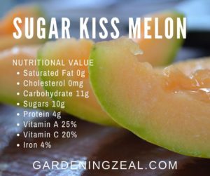 sweet sugar kiss melon