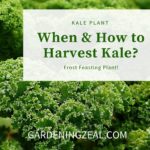 how to harvest kale
