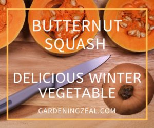 when to harvest butternut squash