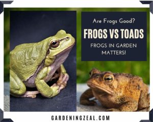frogs in garden 