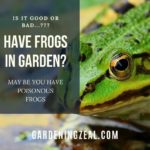 frogs in garden