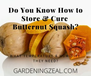 when to harvest butternut squash