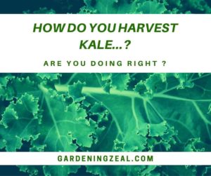 how to harvest kale