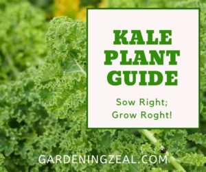 how to harvest kale