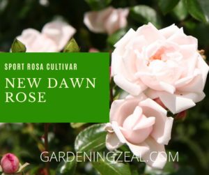 new dawn rose