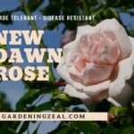 new dawn rose