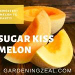 sugar kiss melon