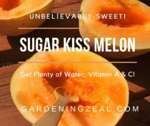 sugar kiss melon