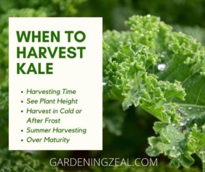 how to harvest kale