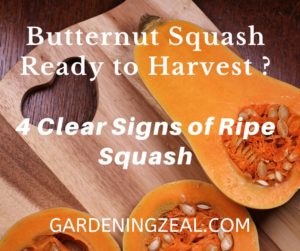 harvest butternut squash 