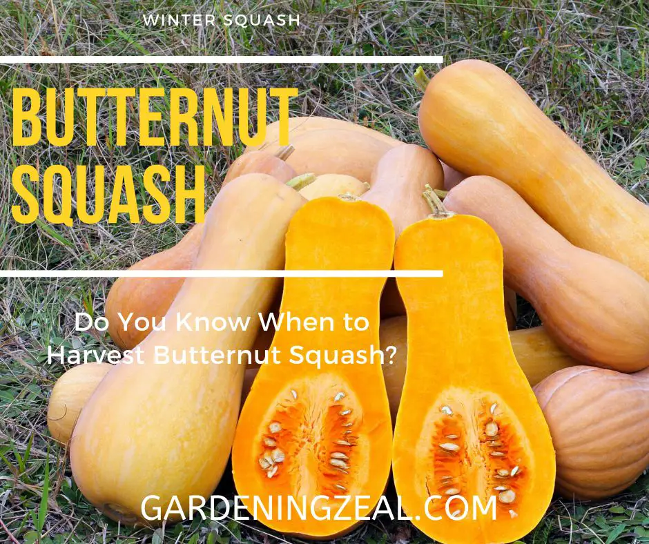 Do You Know When To Harvest Butternut Squash 4 Clear Signs Gardening Zeal