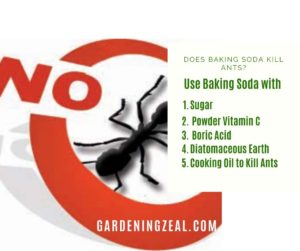 does baking soda kill ants