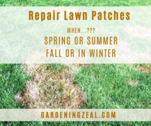 best time to repair lawn