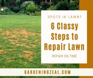 best time to repair lawn