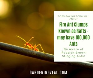 Does Baking Soda Kill Ants Burning Question Of Time Gardening Zeal