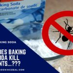 does baking soda kill ants
