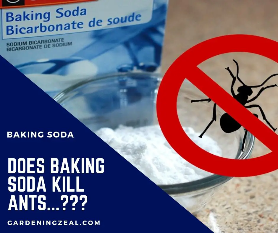 Does Baking Soda Kill Ants Burning Question Of Time Gardening Zeal