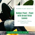 Rubber Plant Benefits 1 150x150 