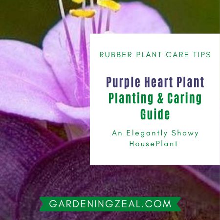 Purple Heart Plant Tradescantia Pallida Purple Queen Plant Mystery Gardening Zeal