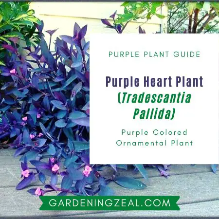 purple heart plant