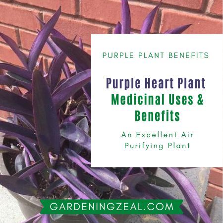 Purple Heart Plant Tradescantia Pallida Purple Queen Plant Mystery Gardening Zeal